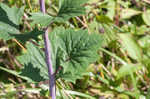 Pale Indian plantain